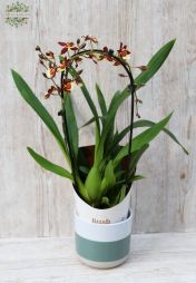 flower delivery Budapest - Cascade Cambria orchid in pot