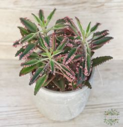 Virágküldés Budapest - Kalanchoe daigremontiana 'Pink in Stone' kaspóban, elevenszülő növény (beltér)