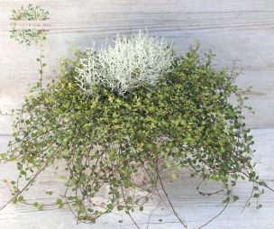 Virágküldés Budapest - Leucophyta és Muehlenbeckia összeültetés (kültérre)