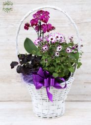 flower delivery Budapest - Flowering plant basket in purple color