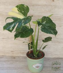Virágküldés Budapest - Monstera deliciosa 'Variegata' (40cm)