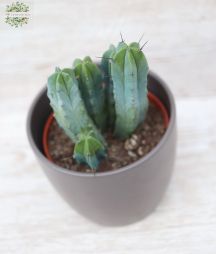 flower delivery Budapest - Myrtillocactus geometrisans