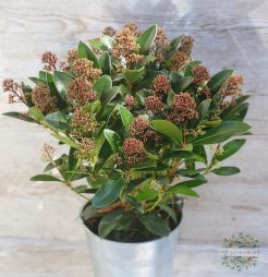 Virágküldés Budapest - nagy méretű Skimmia japonica fém vödörben (40cm, outdoor)