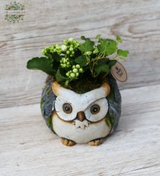 flower delivery Budapest - Plant arrangement in Owl pot