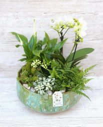 flower delivery Budapest - Orchid in beautiful ceramic bowl with white plants 