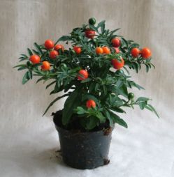 Virágküldés Budapest - Solanum pseudocapsicum<br>(15cm) - szobanövény