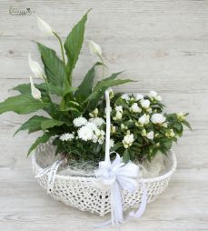 flower delivery Budapest - Flower plant basket white