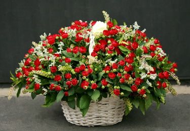 70 szál mini bokros vörös rózsa virágkosárban 1m