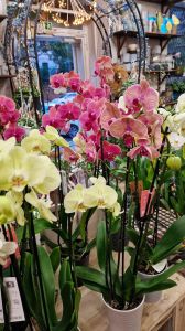 cserpes orchideák a virágboltban