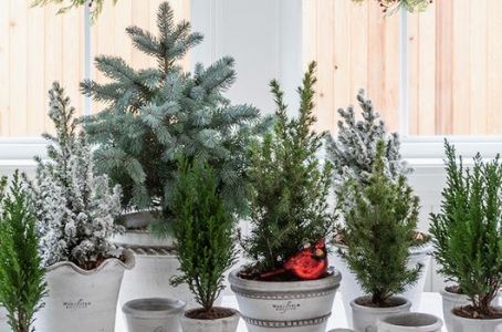 Hogyan tartsuk a cserepes fenyő karácsonyfát?