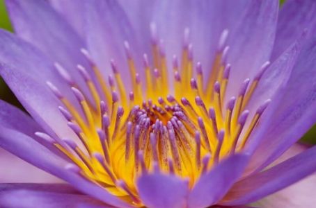 A szirmok csodálatos világa