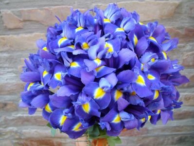 Runder Strauss von 40 Iris