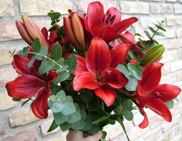 10 aisiatic lilies, dark red with eucaliptus