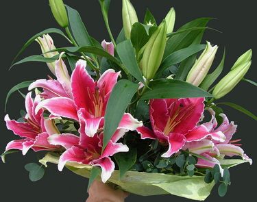 5 pink oriental lilies