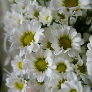 sympathy bouquet of white santinis (15 stems)
