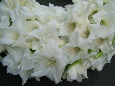 wreath covered with gladioluses  (65 cm)