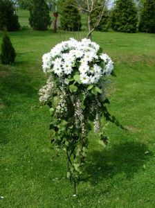  tall arrangement with daisys and genistas (bases rented) (1.4 m)