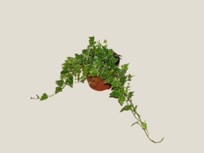 Hedera helix (Ivy)<br>(35cm) - indoor plant