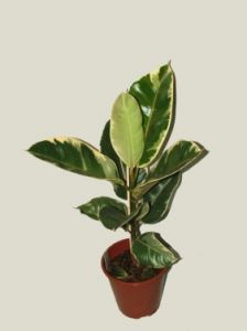Ficus elastica in pot(Rubber fig)<br>(30cm) - indoor plant