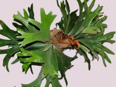 Platycerium bifuractum (Elkhorn fern)<br>(1m) - indoor plant