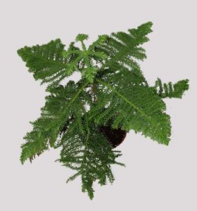 Araucaria heterophylla (55cm) - Zimmerpflanze