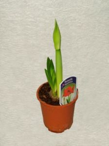 big Hippeastrum hortorum (Amaryllis) in pot<br>- indoor plant