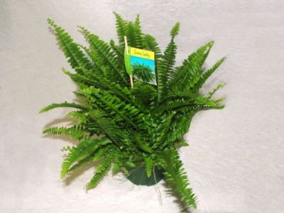 Nephrolepsis exaltata in pot (Sword fern)<br>(30cm) - indoor plant