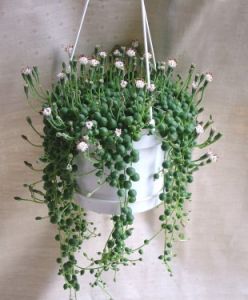Senecio rowleyanus (40cm) - Zimmerpflanze