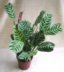 Cteanthe setosa<br>(30cm) - indoor plant