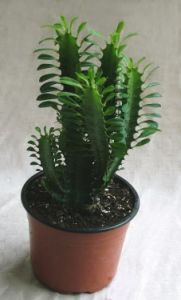 Euphorbia trigiona kaspóval<br>(20cm) - szobanövény