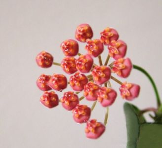 hoya (viaszvirág)<br>(30cm) - beltéri növény