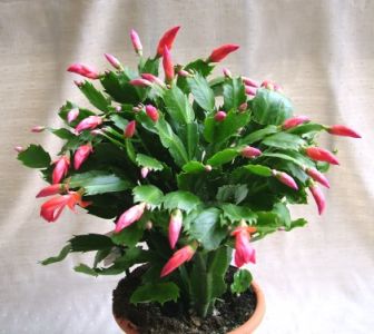 big Schlumbergera in pot (Chistmas cactus) - indoor plant