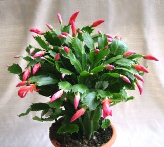 nagy Schlumbergera kaspóval(karácsonyi kaktusz) - beltéri növény