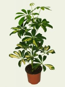 Schefflera<br>(40cm) - indoor plant