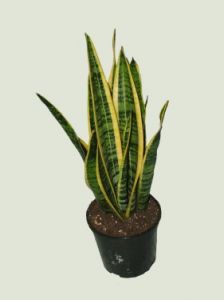 Sansevieria trifasciata (Snake plant)<br>(35cm) - indoor plant