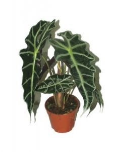 Alocasia kaspóban<br>(35cm) - szobanövény