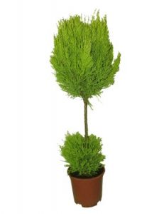 Cupressus macrocarpa (szobaciprus)<br>(50cm) - szobanövény