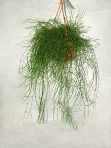 Rhipsalis cassutha<br>(40cm) - Zimmerpflanze