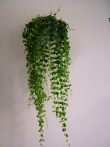 Dischidia<br>(45cm) - indoor plant