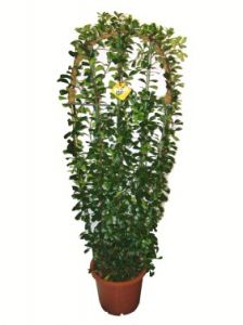 Ficus (paravánra futtatva)<br>(1,3m) - szobanövény