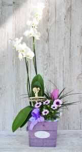 mother's day pot plant bow with orchid