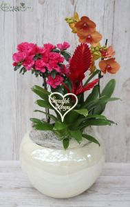 Muttertag riesige Blumentopf mit Orchidee, Bromelie, Azalea