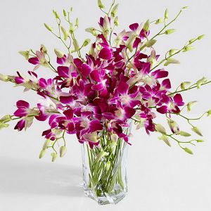 10 purple dendrobium orchid in vase