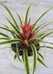 ananas in pot