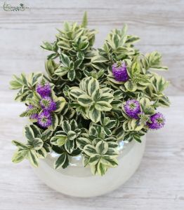 Big flowering Hebe in pot