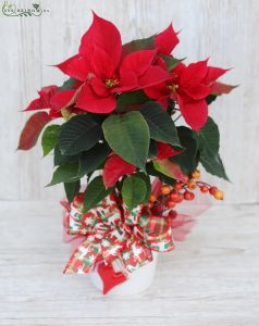 Pionsettia in pot, with ribbon and decor