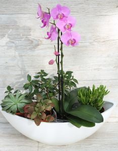 Orchidea hajóban pozsgásokkal, kis növényekkel