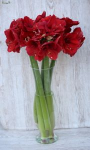 5 wunderschöhne Amaryllis in Vase