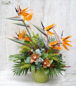 Exkluzív virágkompozíció papagájvirággal