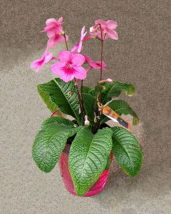 Streptocarpus im Keramiktopf, in verschiedenen Farben